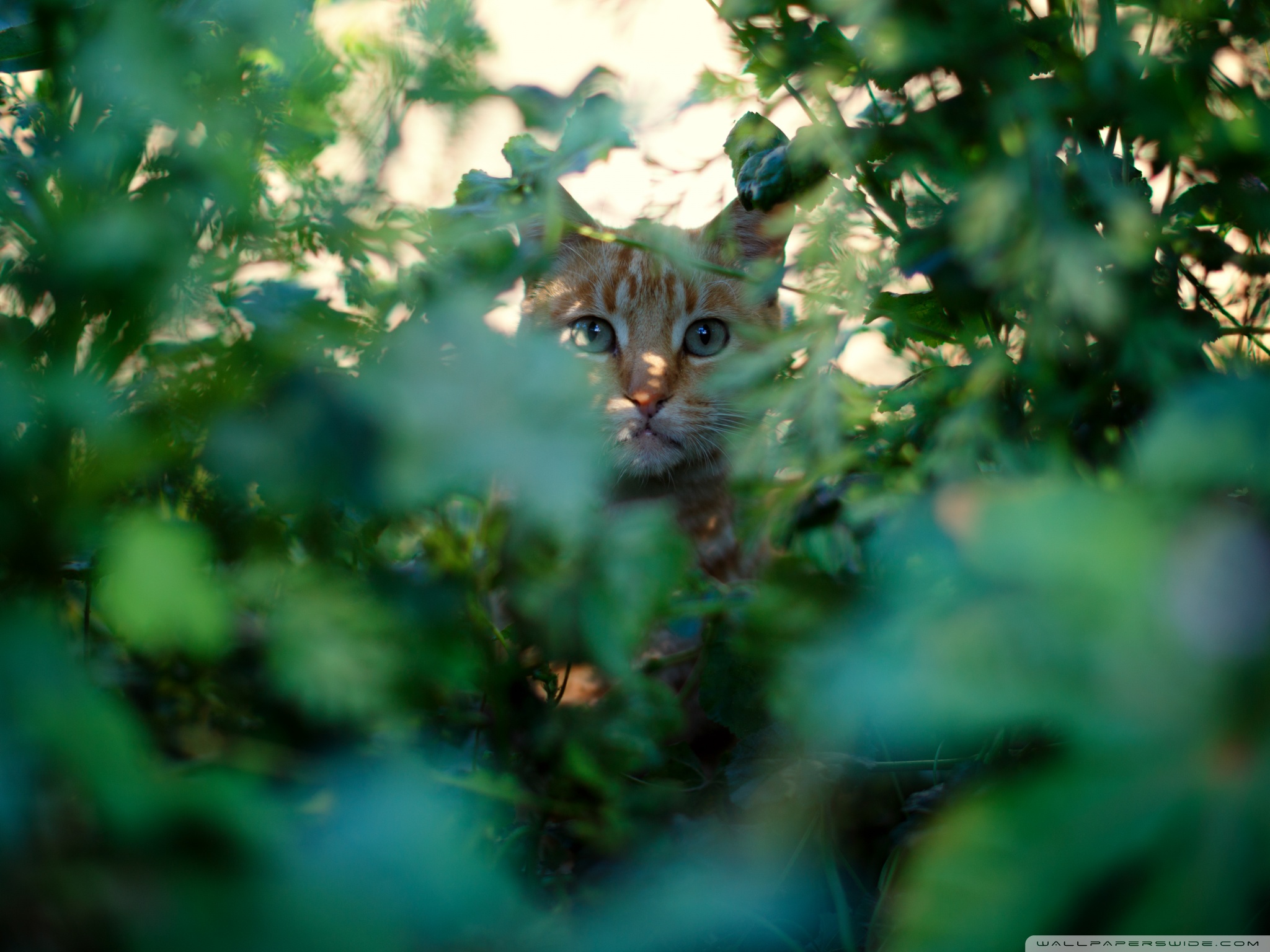 Wallpaper - HD Wallpaper 