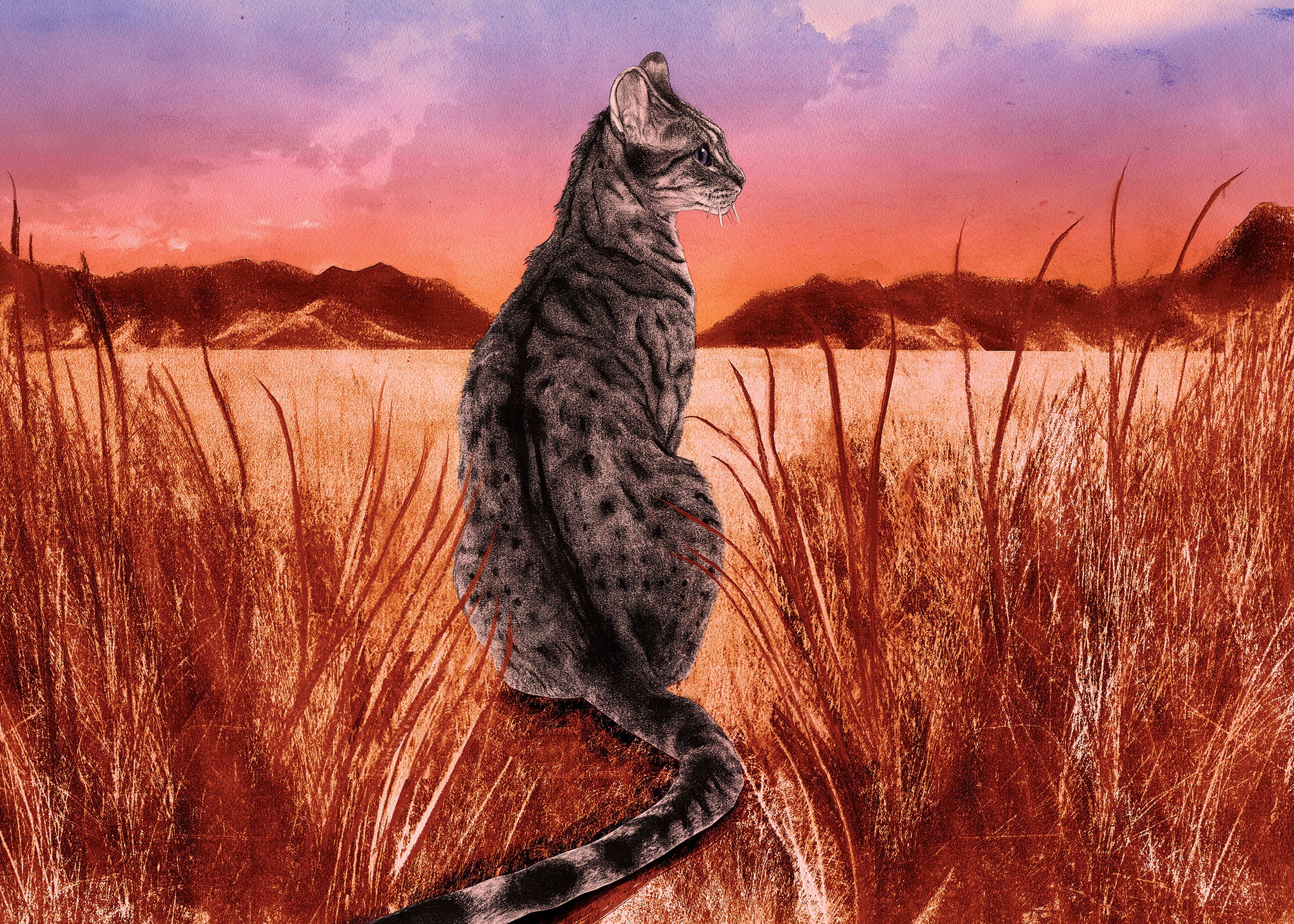 Cat Yawns - HD Wallpaper 