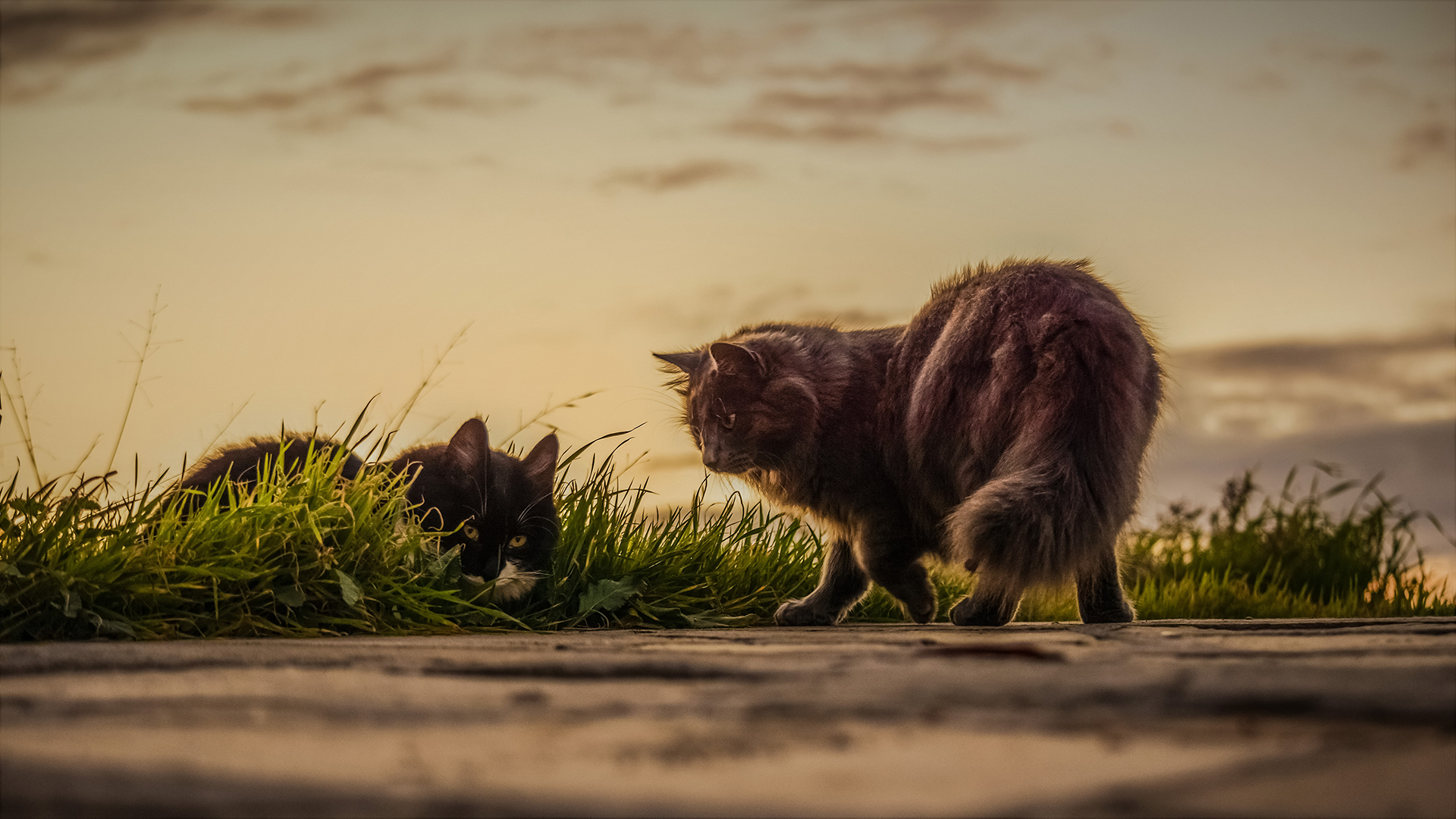 4k Hd Wallpaper Cats - HD Wallpaper 