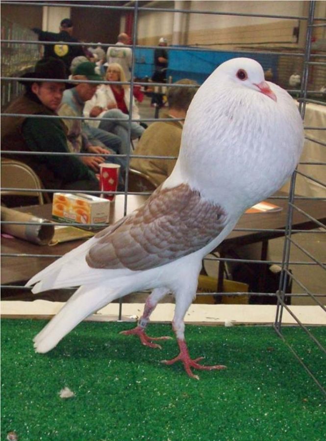 Lovebird - HD Wallpaper 