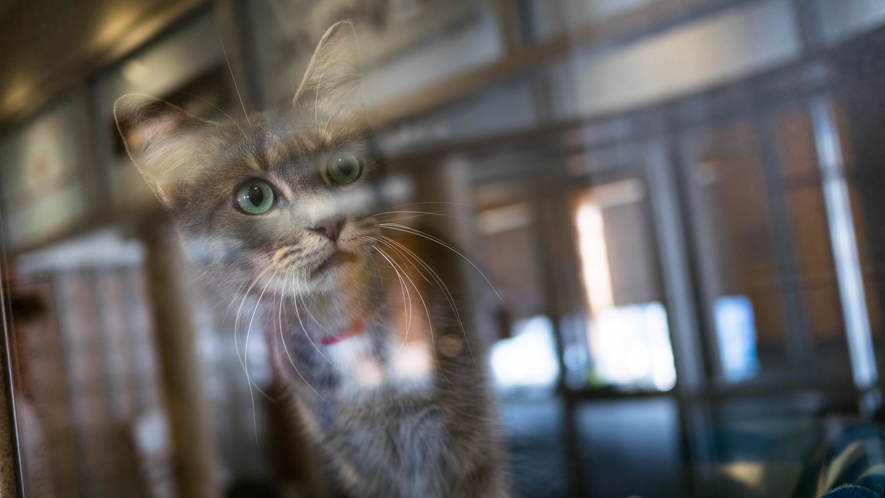 Tabby Cat - HD Wallpaper 