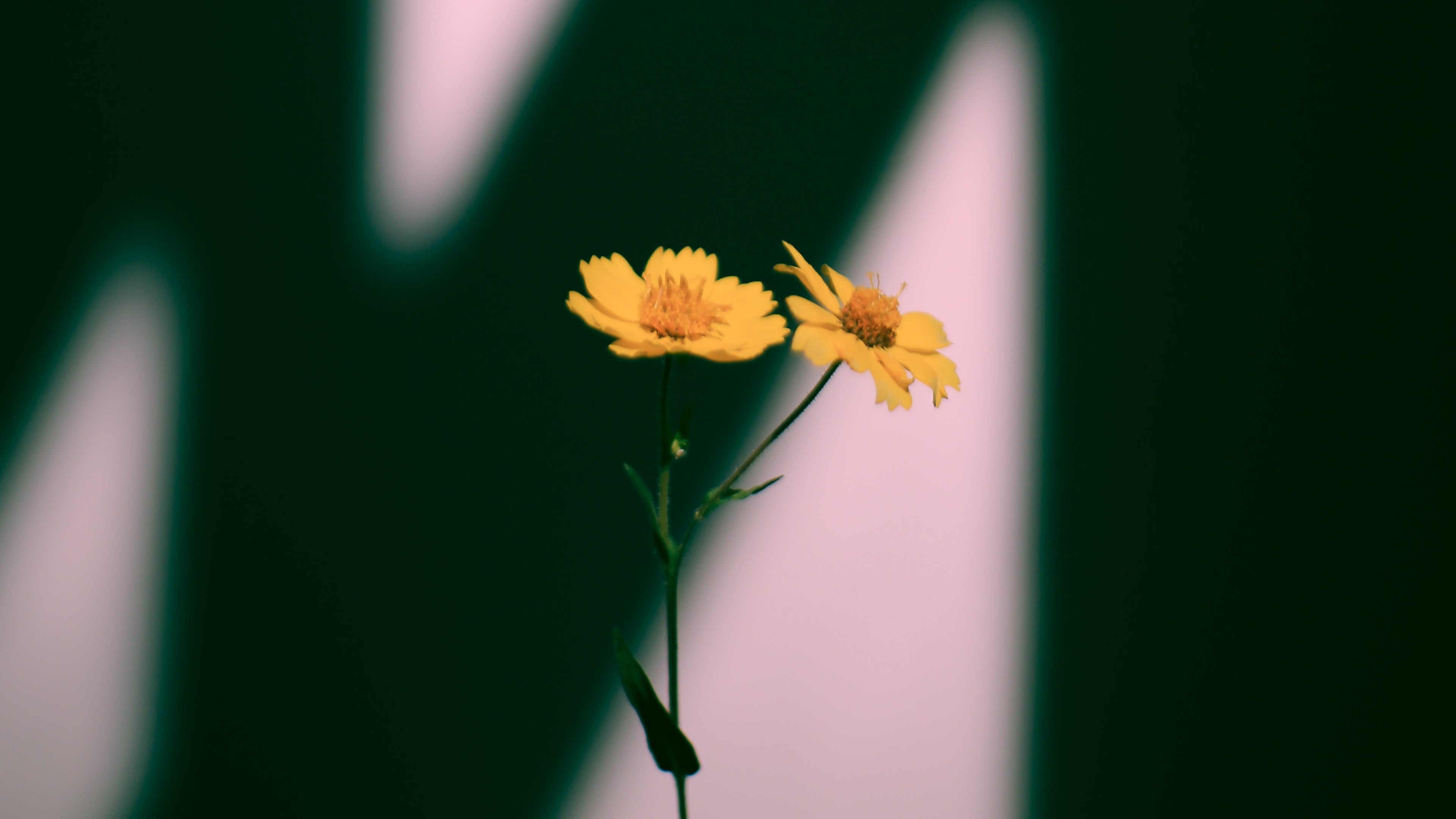 Wallpaper Flowers, Yellow, Plant, Shadow - Field Marigold - HD Wallpaper 