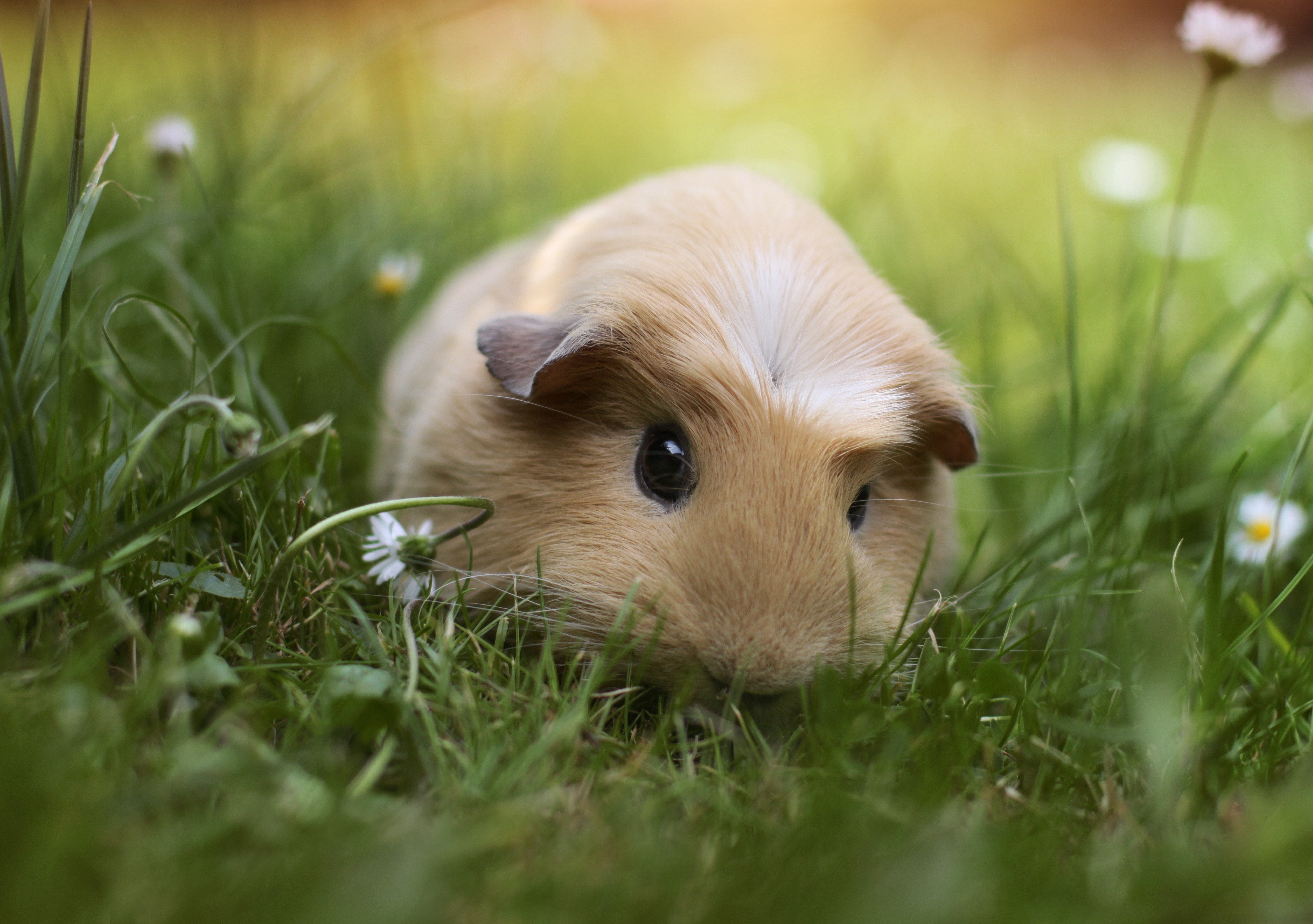 Cute Guinea Pig Background - HD Wallpaper 