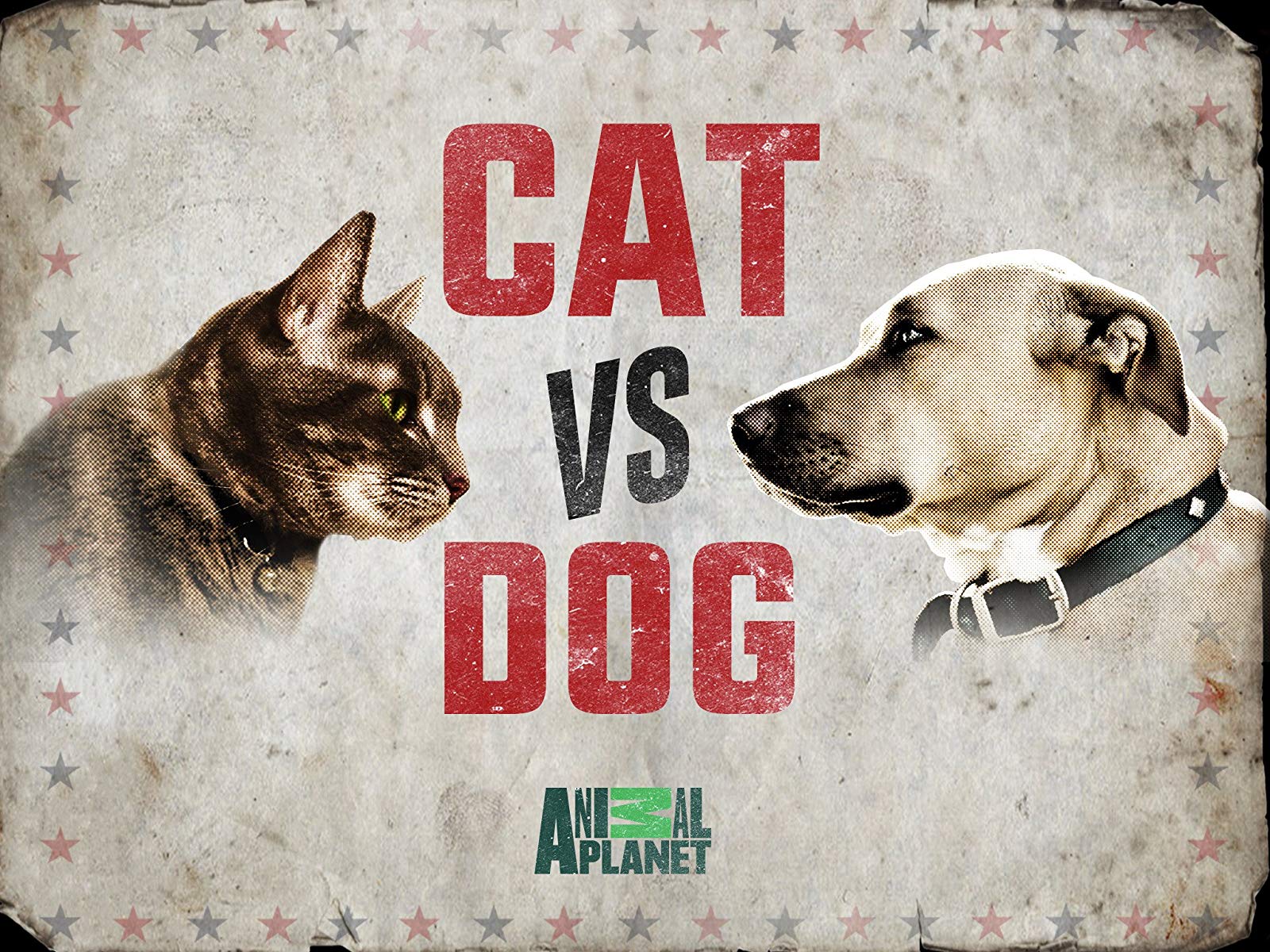 Cat Vs Dog Episode 1 - HD Wallpaper 