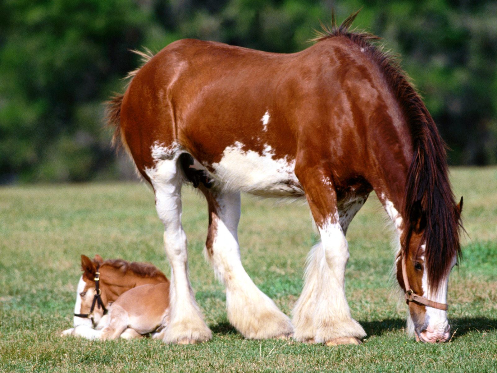 High Definition Wallpapers Horse Pictures - Clydesdale Mare And Foal - HD Wallpaper 