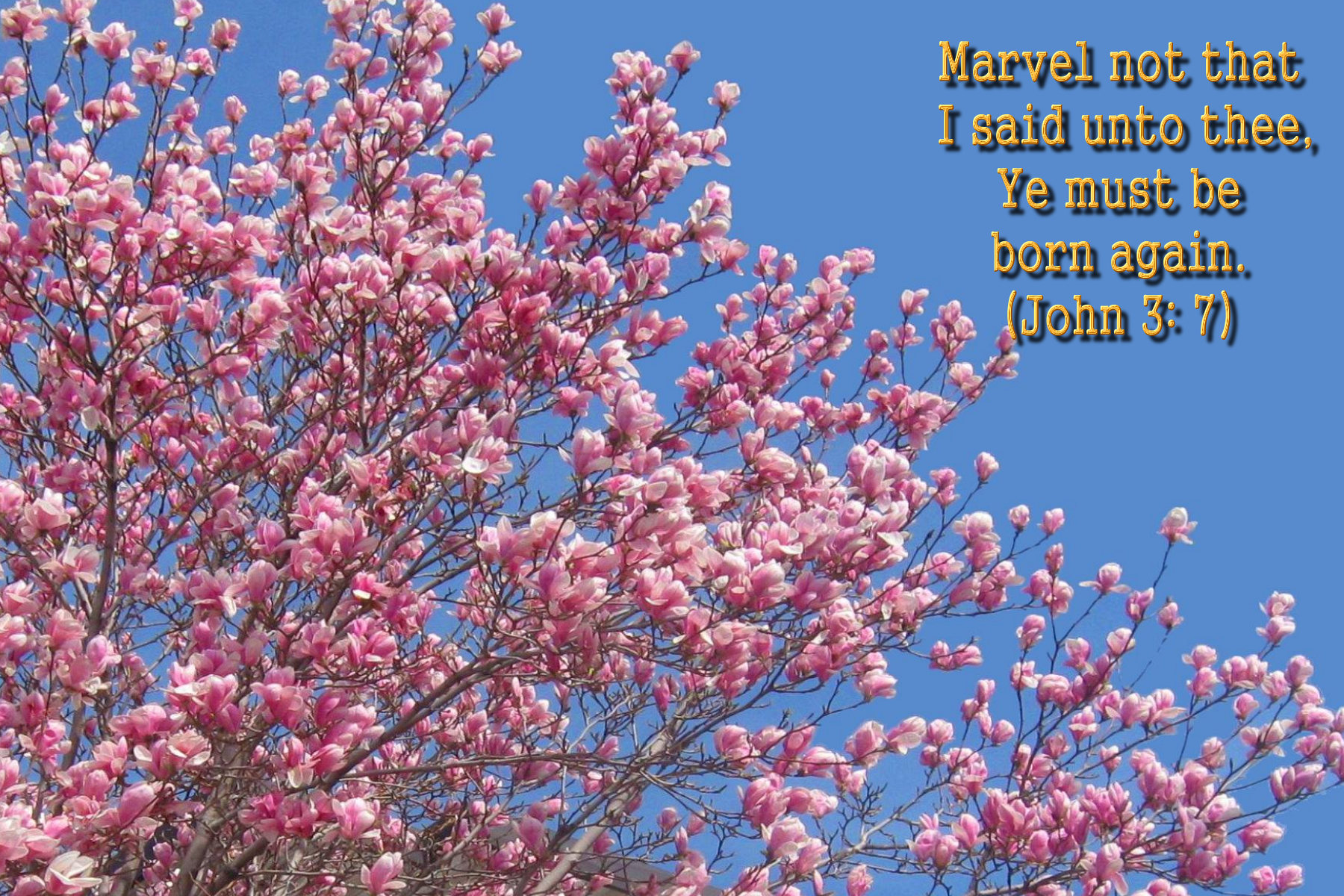 Bible Verse Spring Scripture - HD Wallpaper 