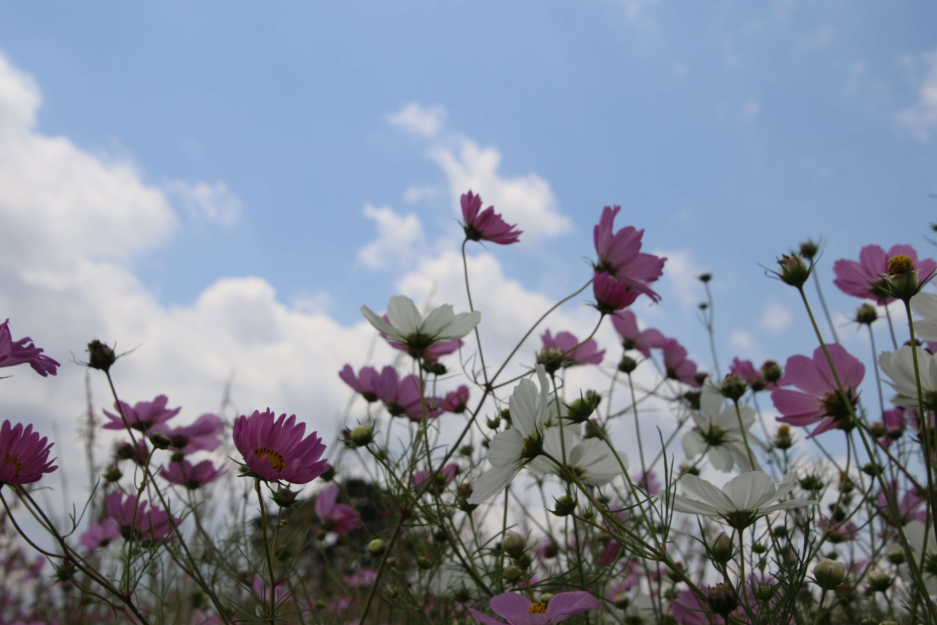Garden Cosmos - HD Wallpaper 