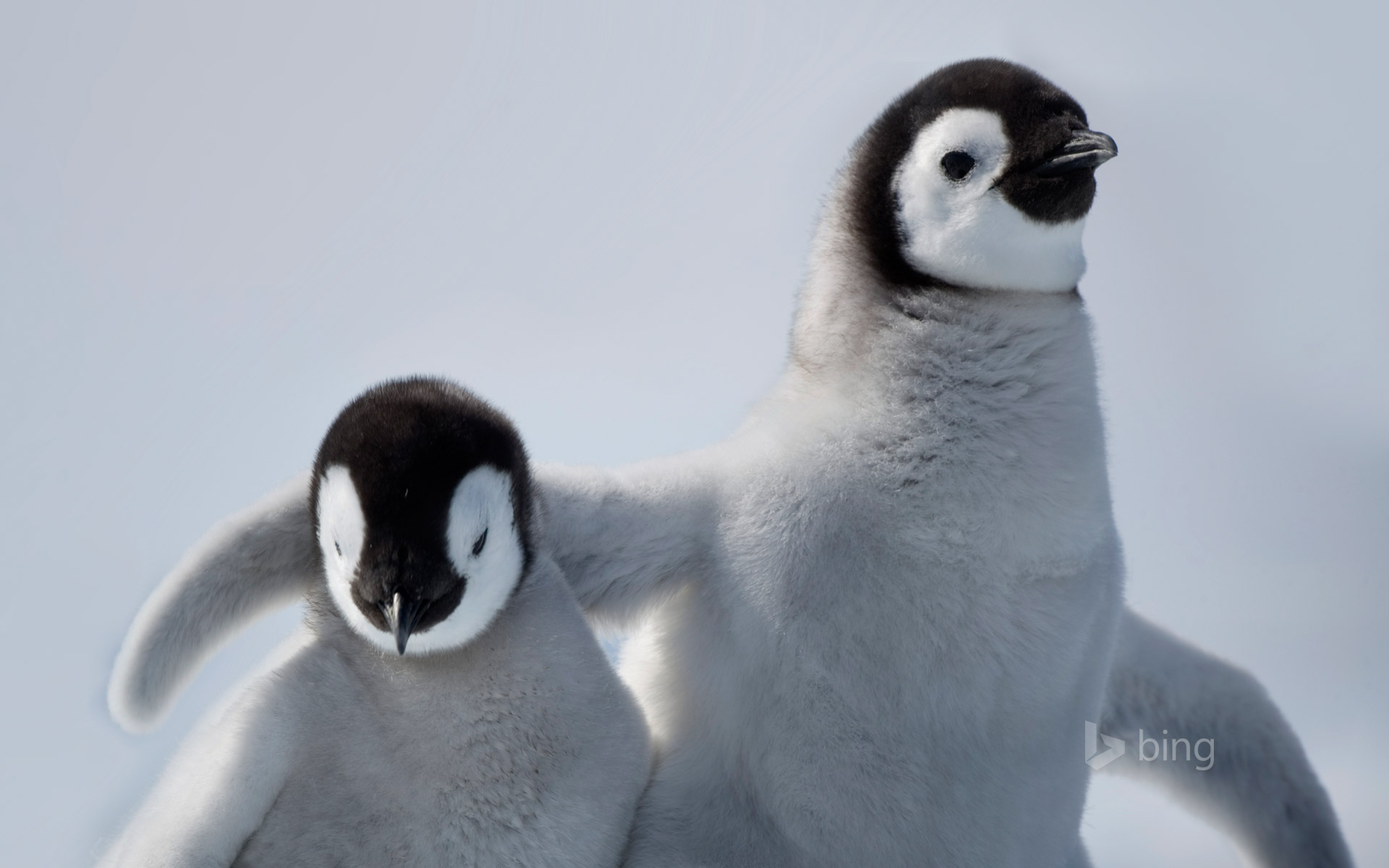 Emperor Penguin Chicks In Antarctica - HD Wallpaper 