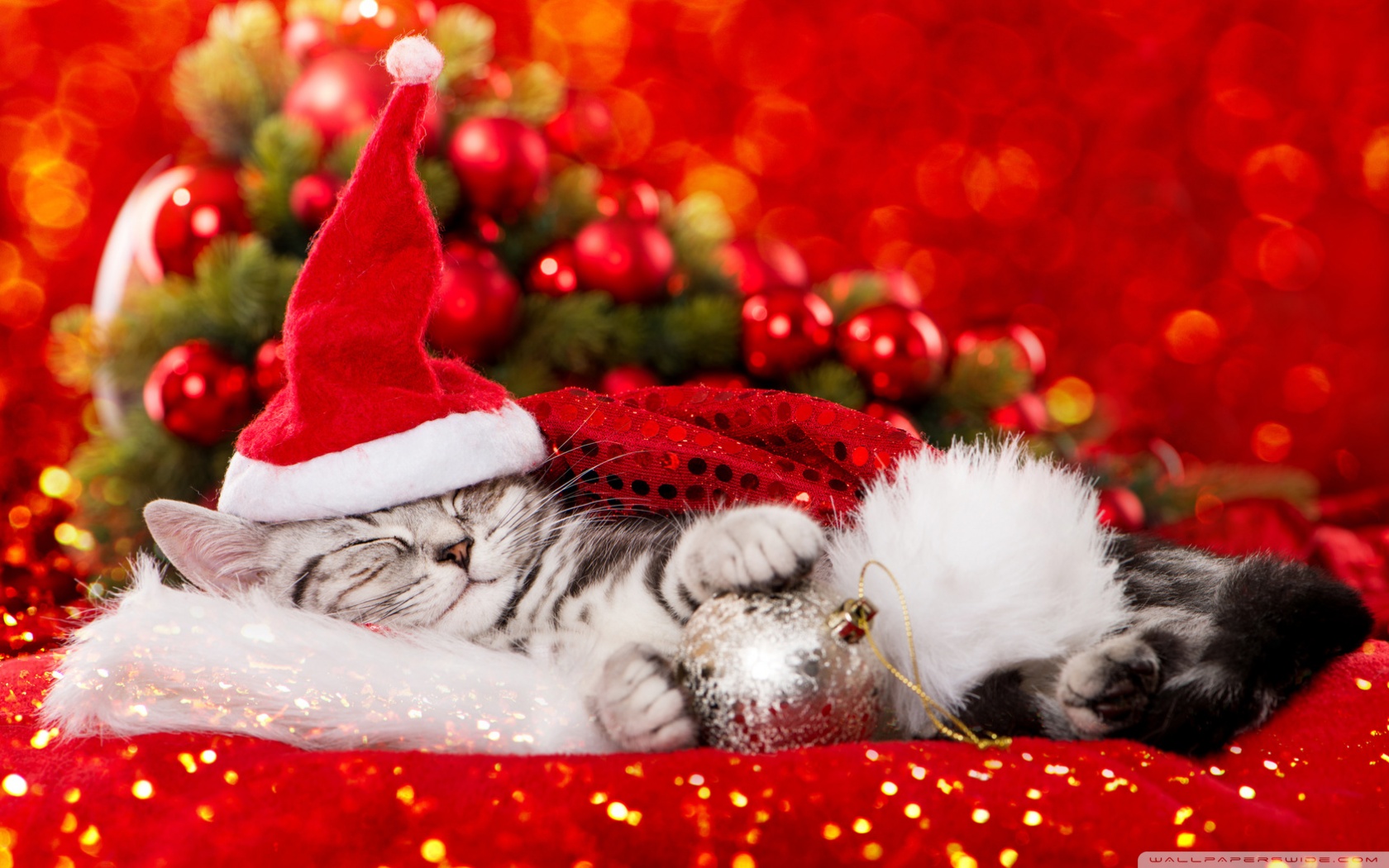 Cute Kitty Wallpapers Christmas - HD Wallpaper 