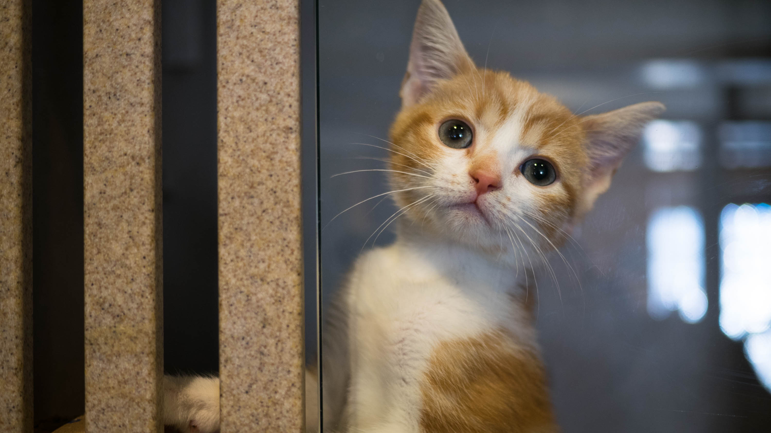 Arabian Mau 2999x1687 Wallpaper teahub.io