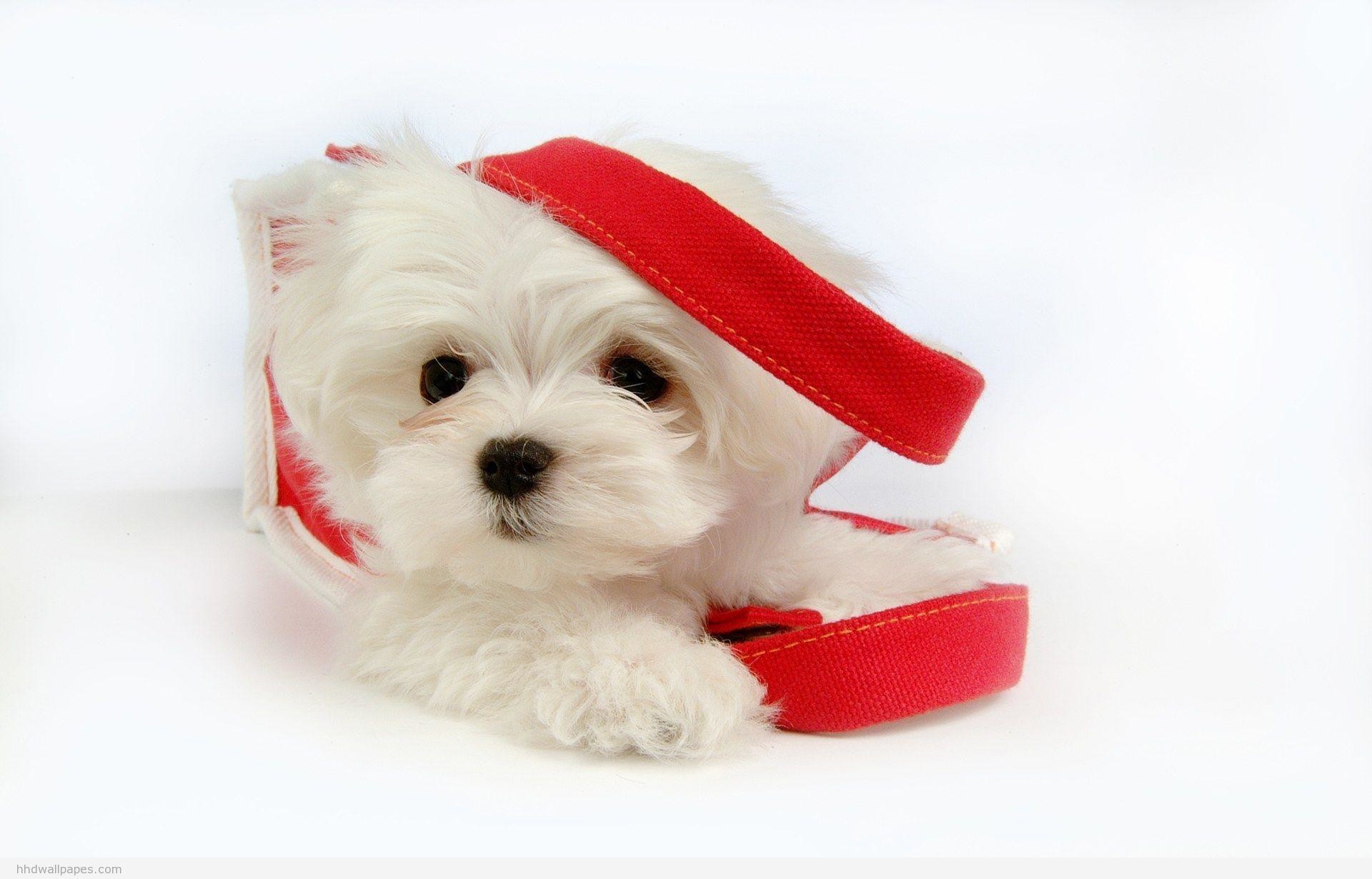 Really Cute Wallpapers 1920ã1230 High Definition Wallpaper - Christmas Puppy White Furry - HD Wallpaper 