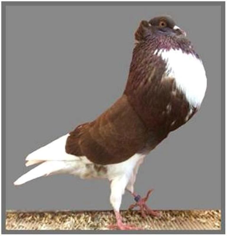 Blue-footed Booby - HD Wallpaper 