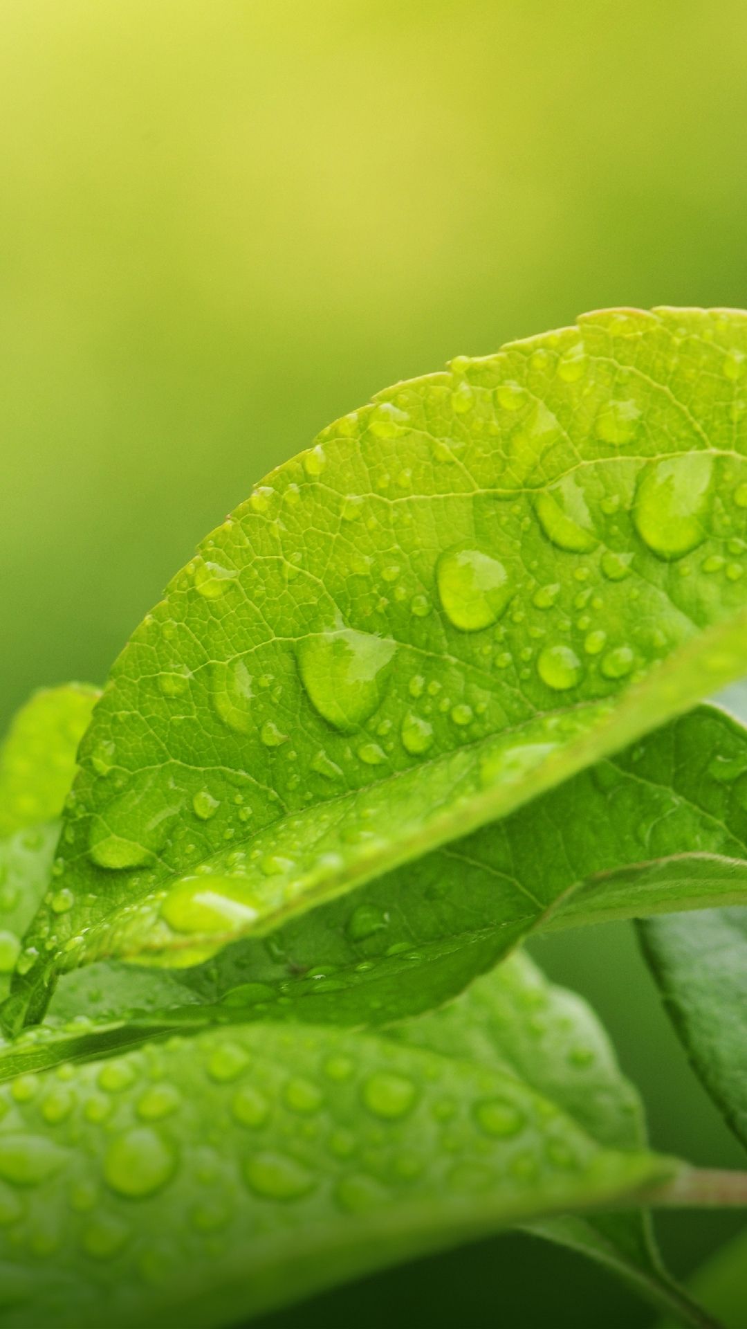 Mi Note 4 Wallpaper Download Hd - HD Wallpaper 