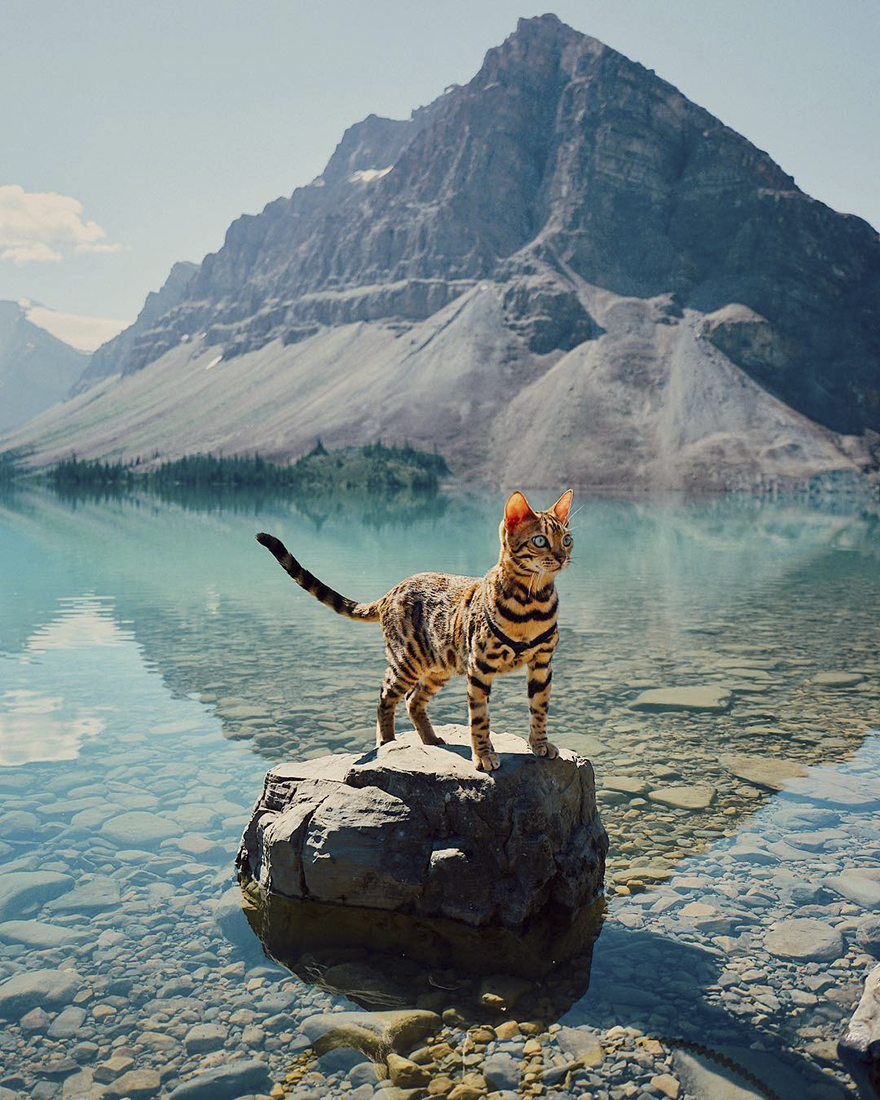 Adventures Suki The Cat Canada - Cat In A Beautiful Landscape - HD Wallpaper 