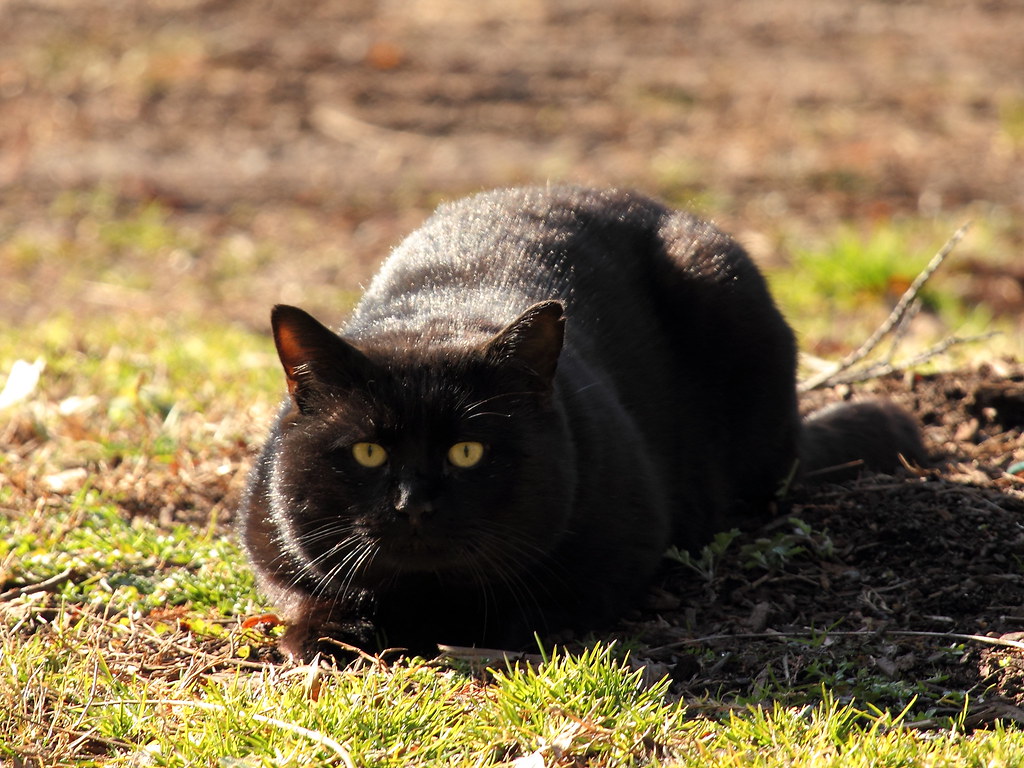 Black Cat - HD Wallpaper 