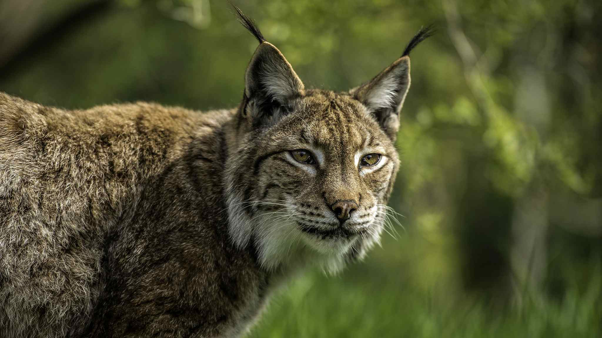 Jpg - Bobcat - HD Wallpaper 