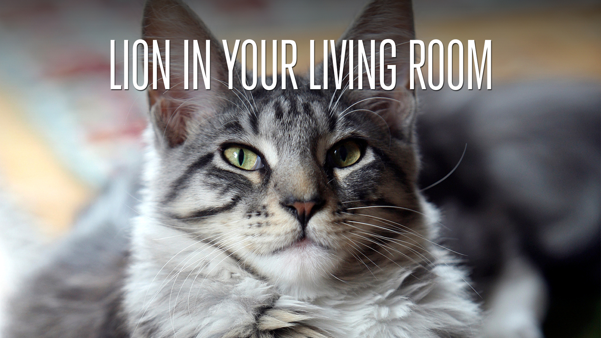 Tesco Piasek Dla Kota - HD Wallpaper 