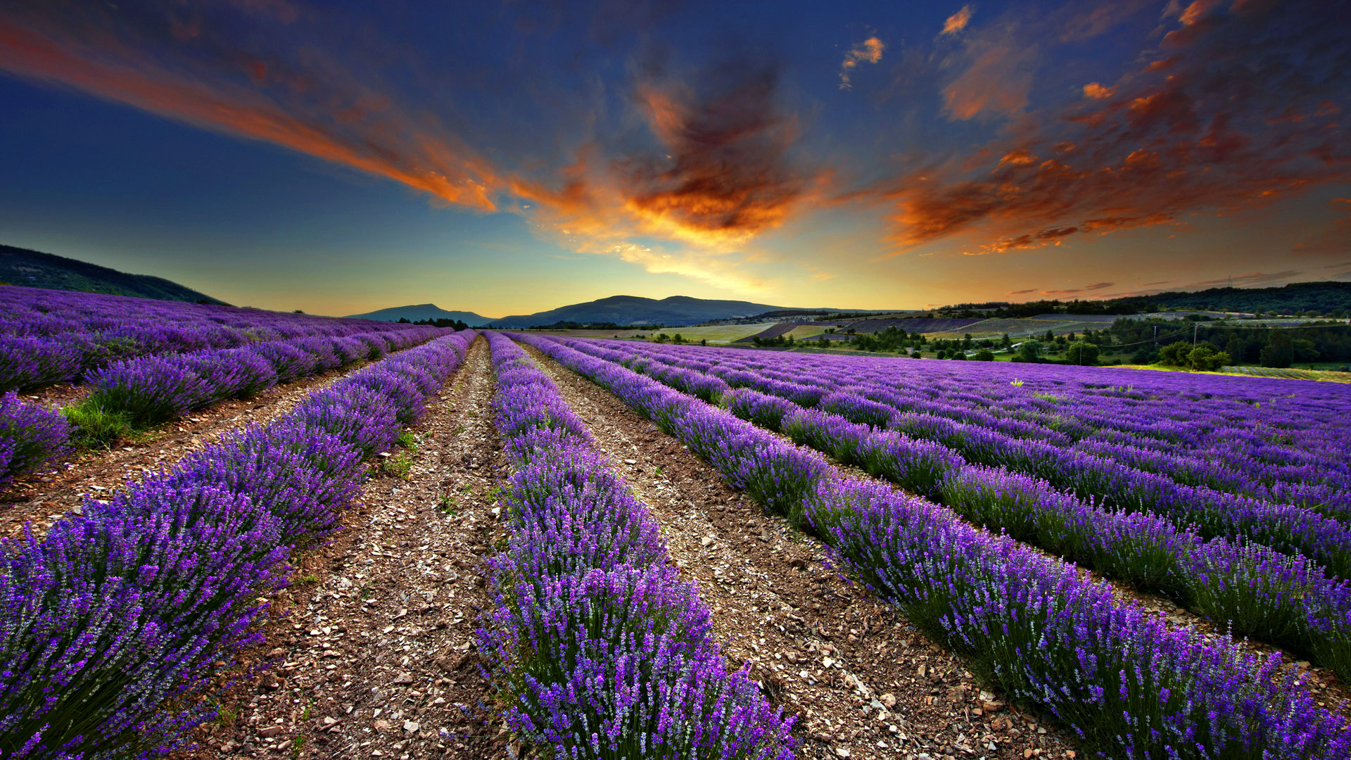 1920x1080, Lavender Fields - Lavender Fields Wallpaper Hd - HD Wallpaper 