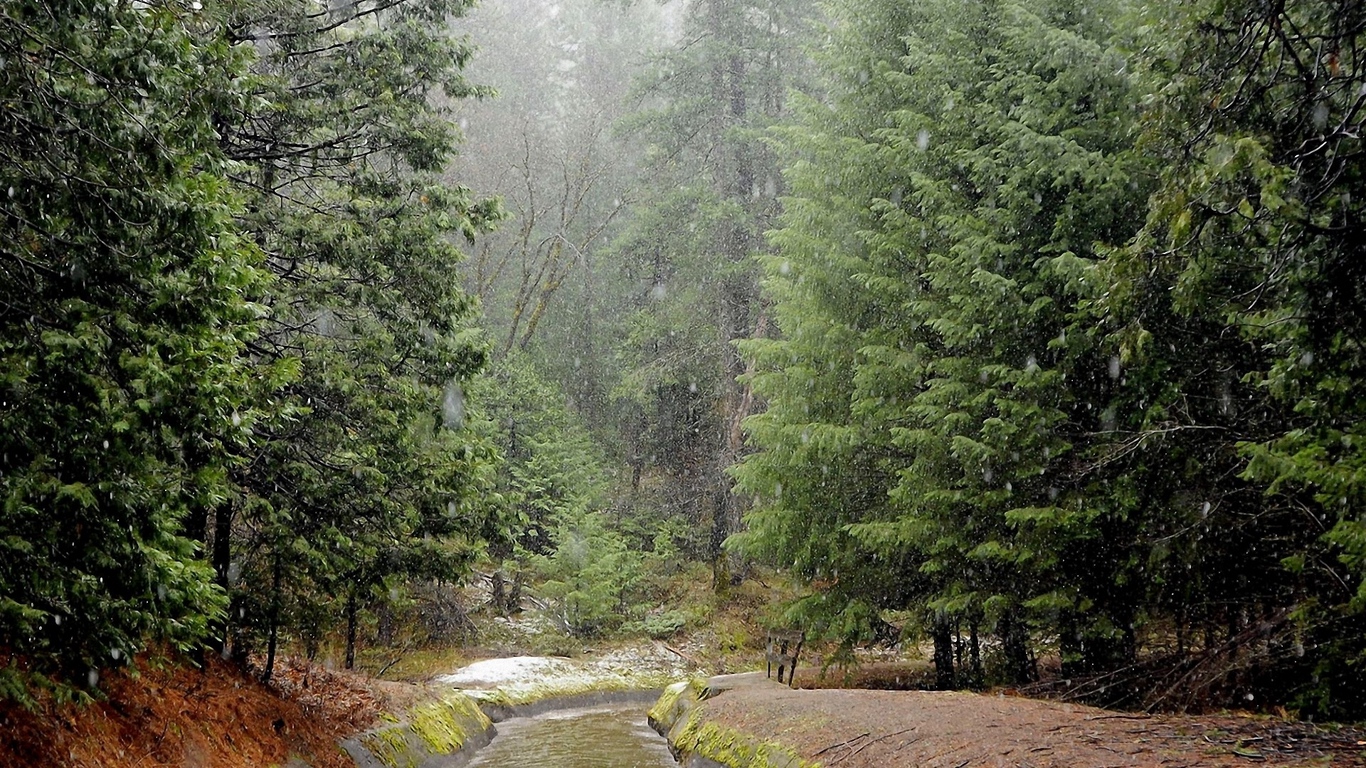 Wallpaper Rain, Wood, River, Bad Weather - Rain In The Wood - HD Wallpaper 