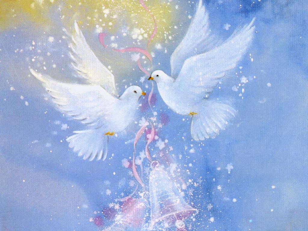 Yt/32, Dove, Images Landon Rhodes - Ảnh Chim Bồ Câu - HD Wallpaper 