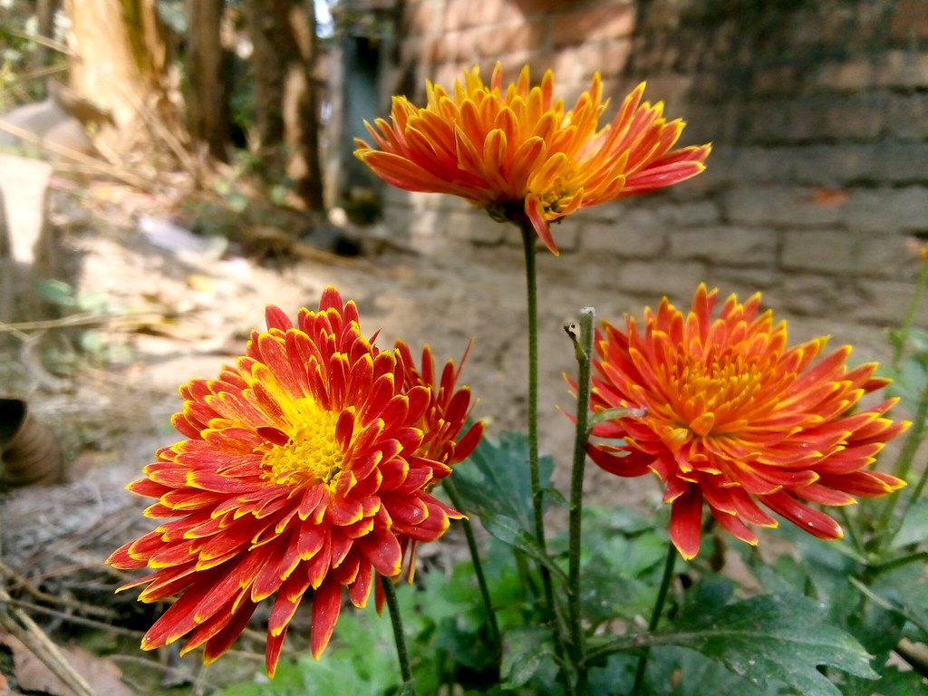 Chrysanths - HD Wallpaper 