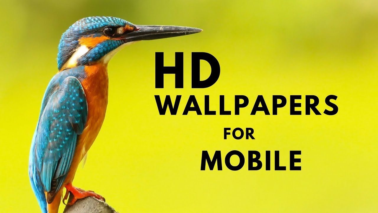 Coraciiformes - HD Wallpaper 