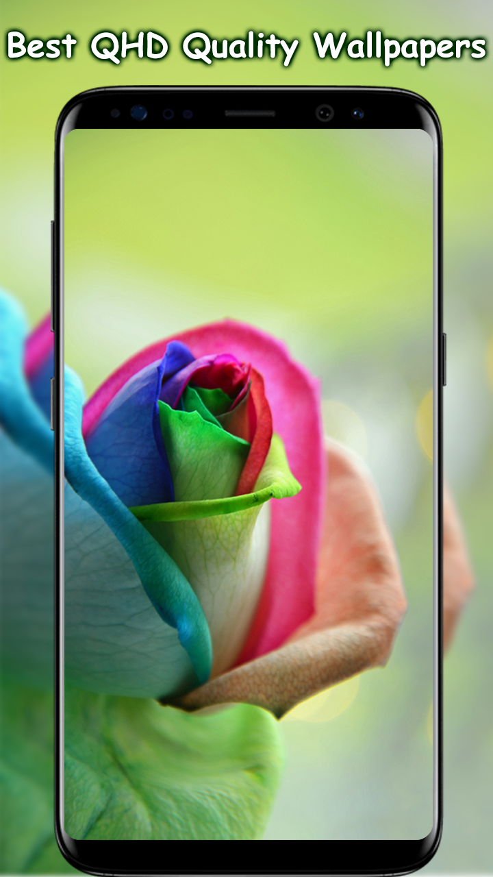 Rainbow Rose - HD Wallpaper 