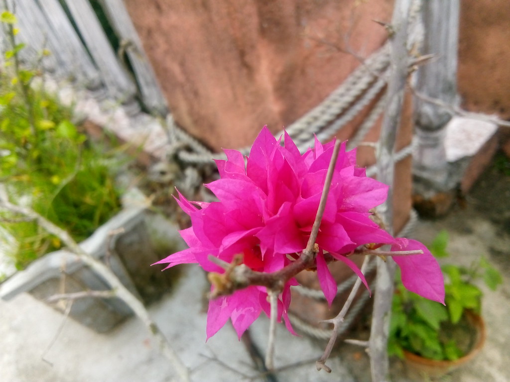 Moonlight Cactus - HD Wallpaper 