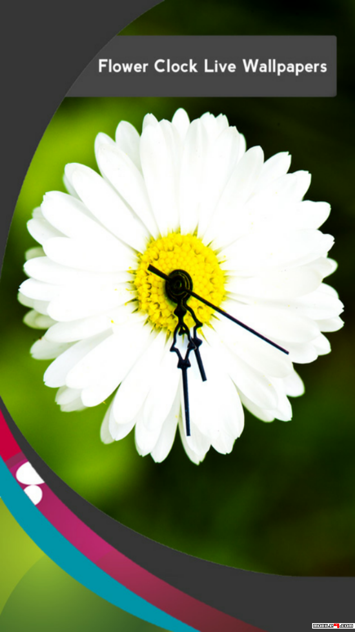 Daisy - HD Wallpaper 