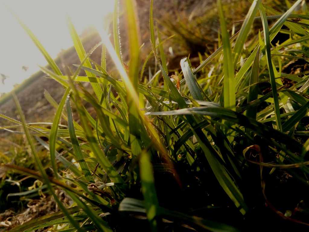 Sweet Grass - HD Wallpaper 