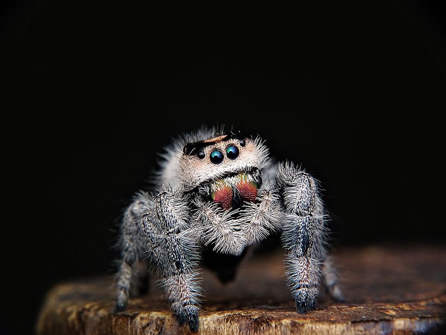 Closeup Photo Of Gray Spider, Jumping, Web, Eyes, Intelligent, - Wtf Nature - HD Wallpaper 