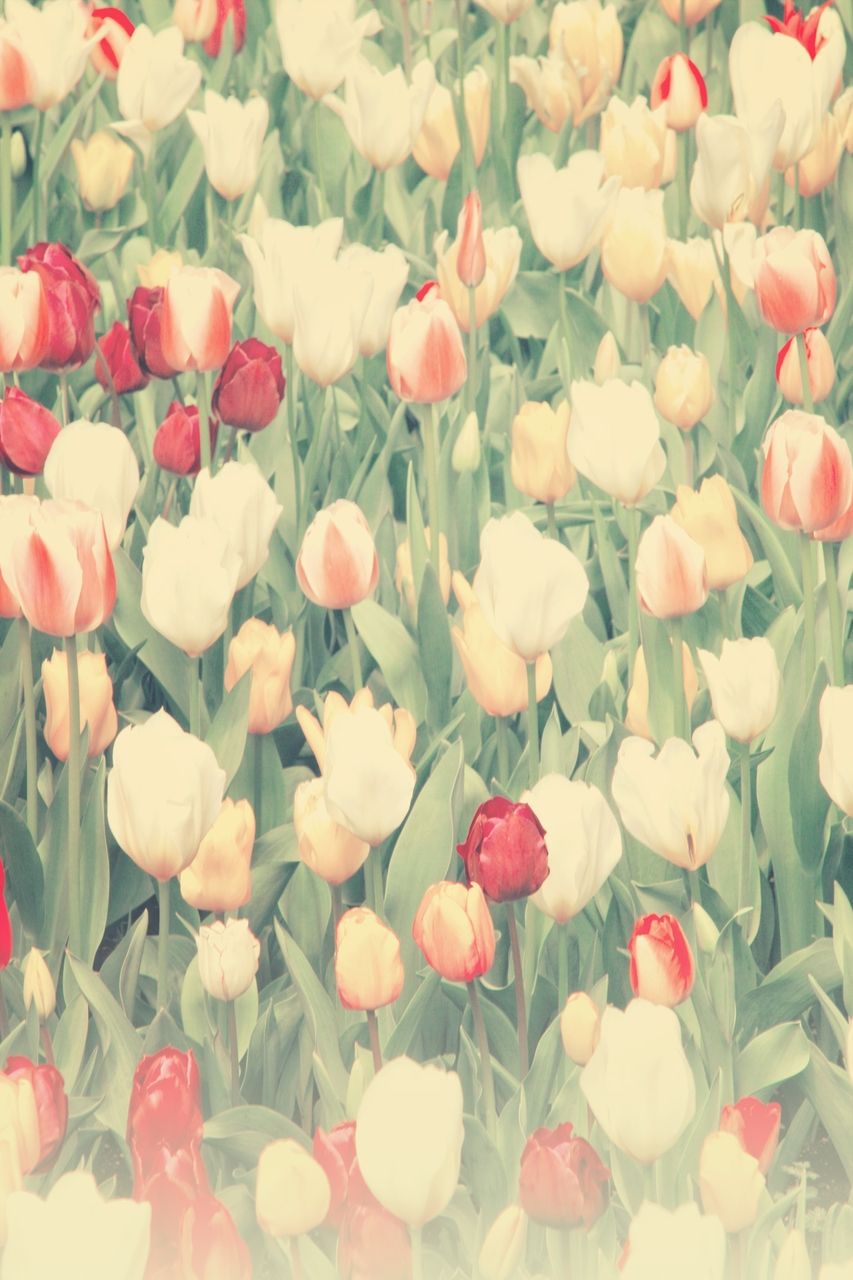Vintage Tulipanes Fondo De Pantalla - HD Wallpaper 