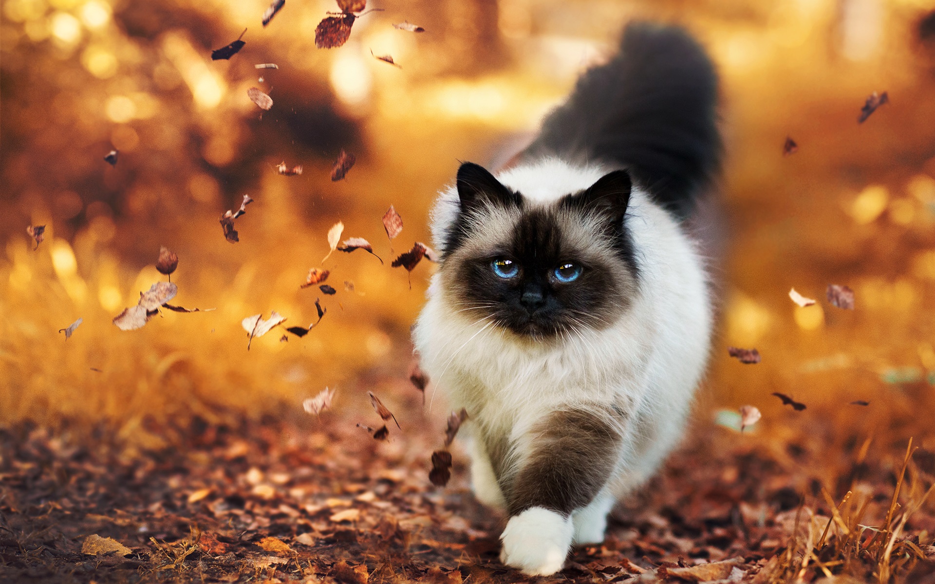 Wallpaper Siamese Cat Walking In Autumn - Siamese Cat - HD Wallpaper 