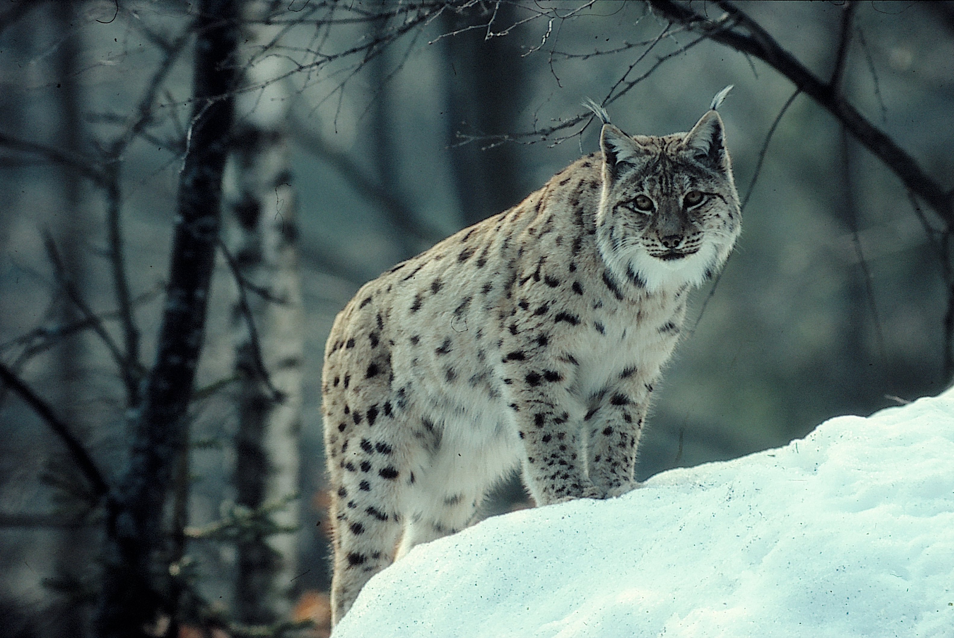 266 Lynx Hd Wallpapers - Lynx Wallpaper Hd - HD Wallpaper 