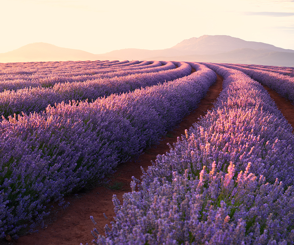 Tasmania Lavender Full Bloom - HD Wallpaper 