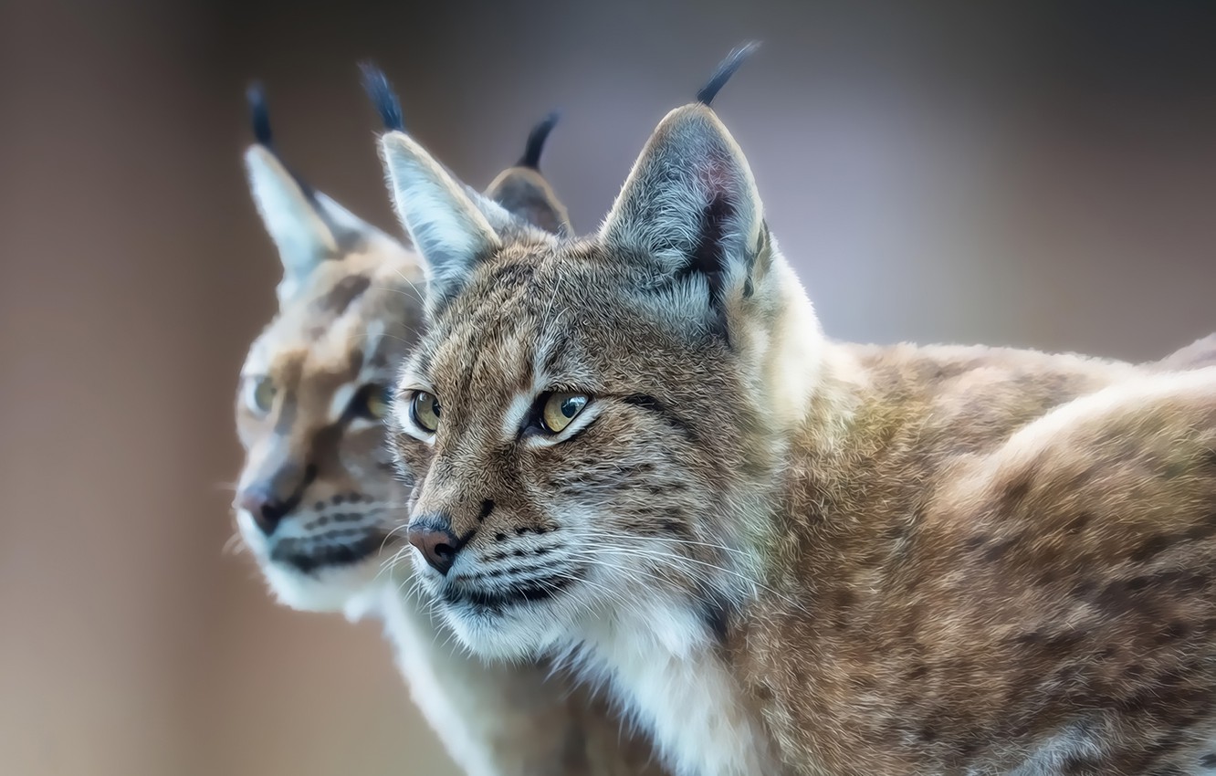 Photo Wallpaper Look, Reflection, Predator, Lynx, Eurasian - Eurasian Lynx - HD Wallpaper 