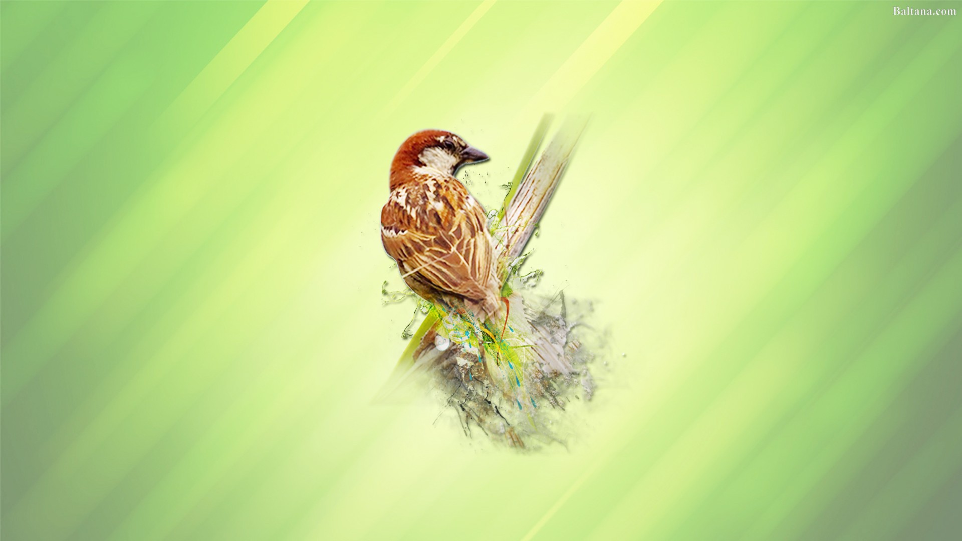 Sparrow Wallpaper - House Sparrow - HD Wallpaper 