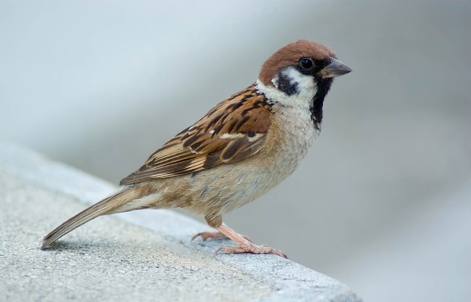 Free Sparrow Desktop Wallpaper Wallpapers Desktop And - Extinct Birds In India - HD Wallpaper 
