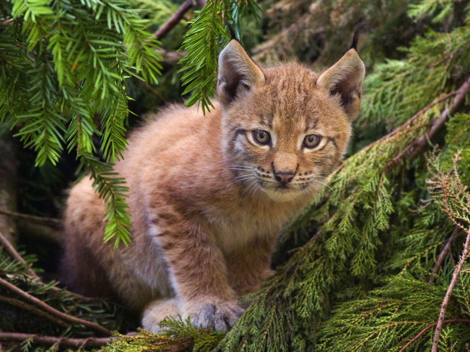 Free Lynx Desktop Wallpaper Wallpapers Desktop And - Tigers Of Scotland - HD Wallpaper 