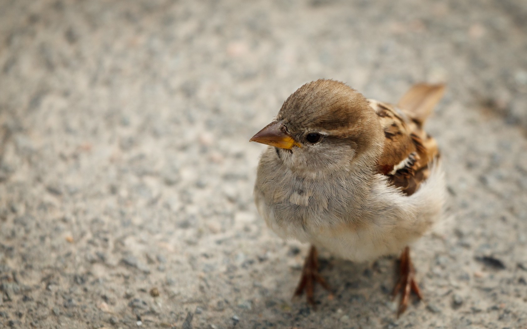 Sparrow - Cute Sparrows - HD Wallpaper 