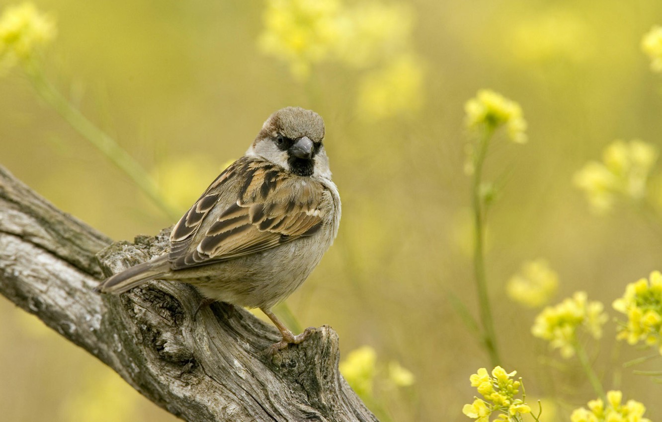 Photo Wallpaper Flowers, Branch, Sparrow - Free Wallpaper Sparrow - HD Wallpaper 