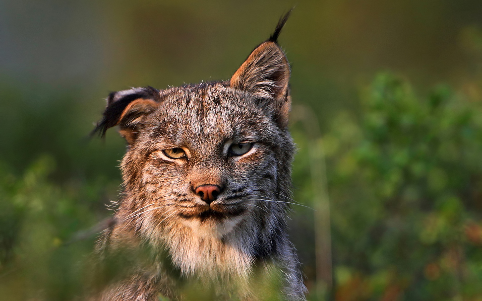 Lynx National Geographic - HD Wallpaper 