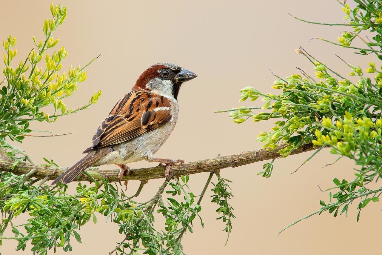 Free Download Sparrow Wallpaper Id - Sparrow Hd Images Free Download - HD Wallpaper 