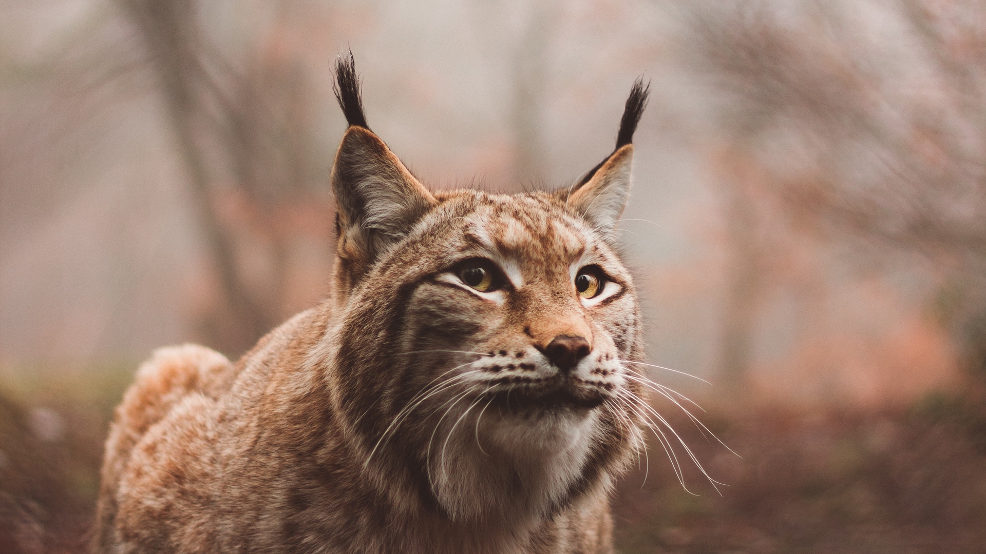 Wallpaper Lynx, Predator, Large Cat, Sits - Lynx Wallpaper Iphone - HD Wallpaper 