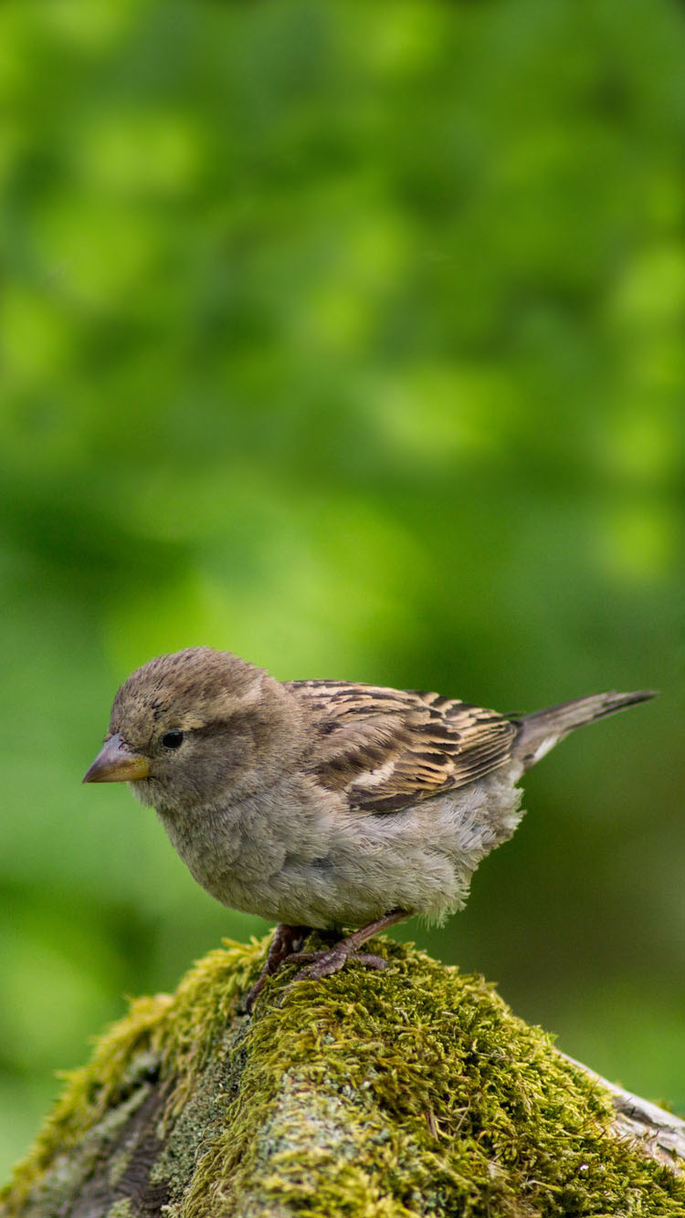 Sparrow Wallpaper - House Sparrow Wallpaper Iphone - HD Wallpaper 