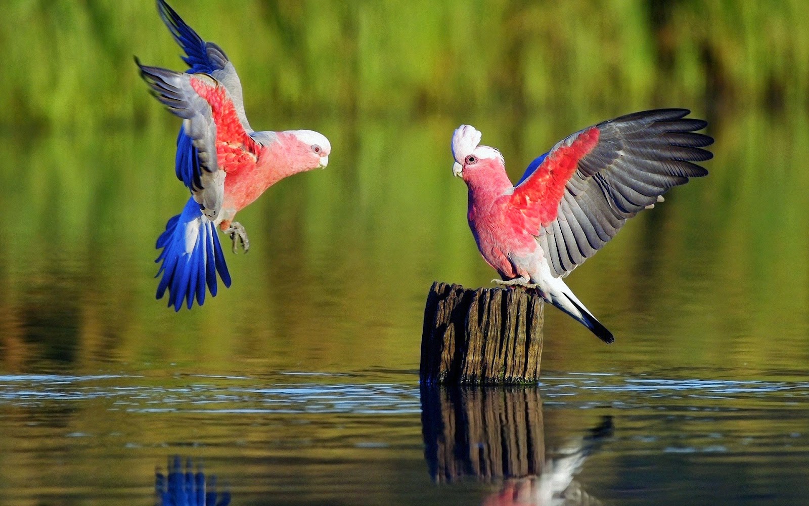 Best Most Amazing And Beautiful Birds In The World - Best Images In The World Hd - HD Wallpaper 