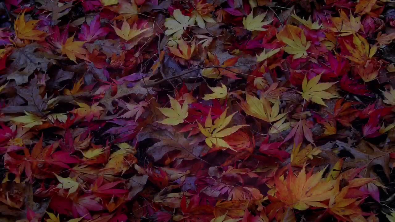 Fall Time - HD Wallpaper 