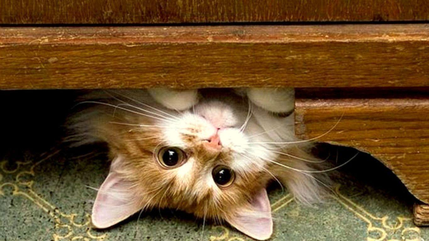 Funny Cat Desktop Wallpapers - 3d Wallpaper Cats - HD Wallpaper 