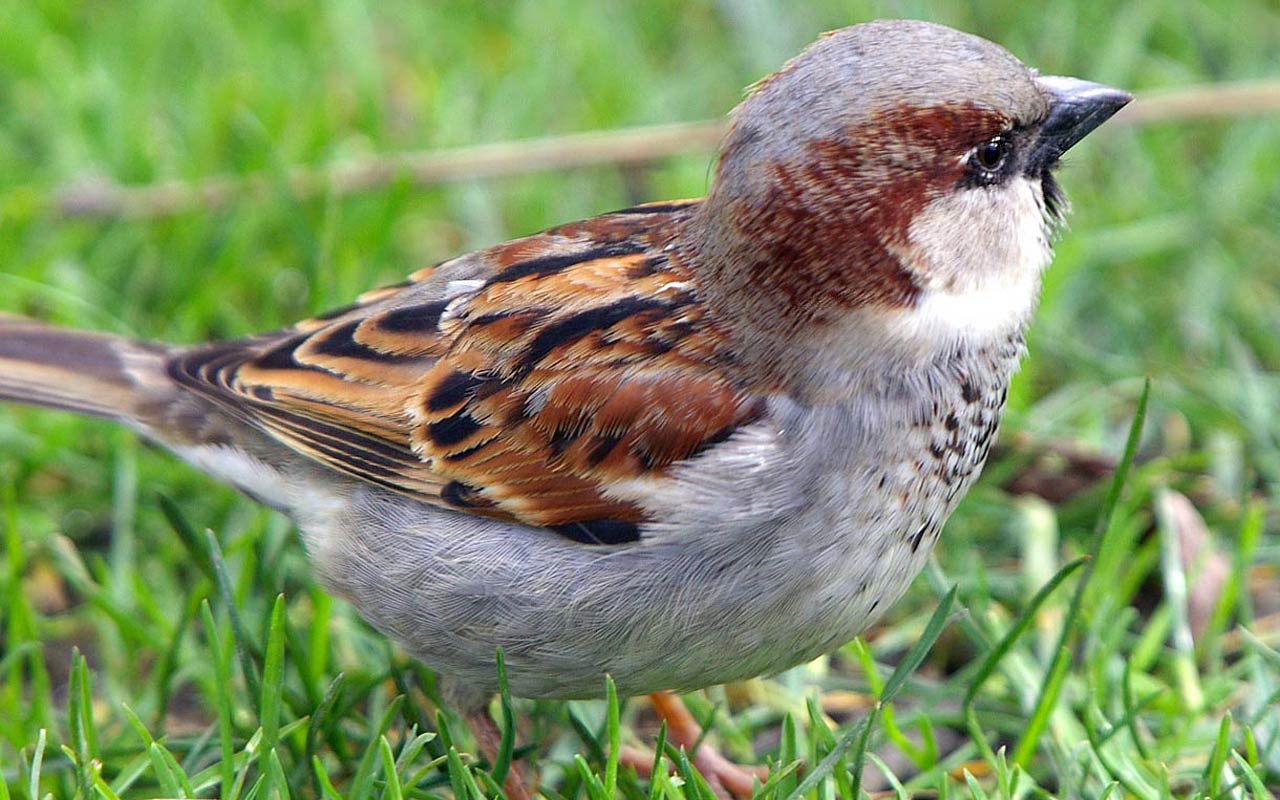 Free Sparrow Wallpaper Wallpapers Download - Today Is Sparrow Day - HD Wallpaper 