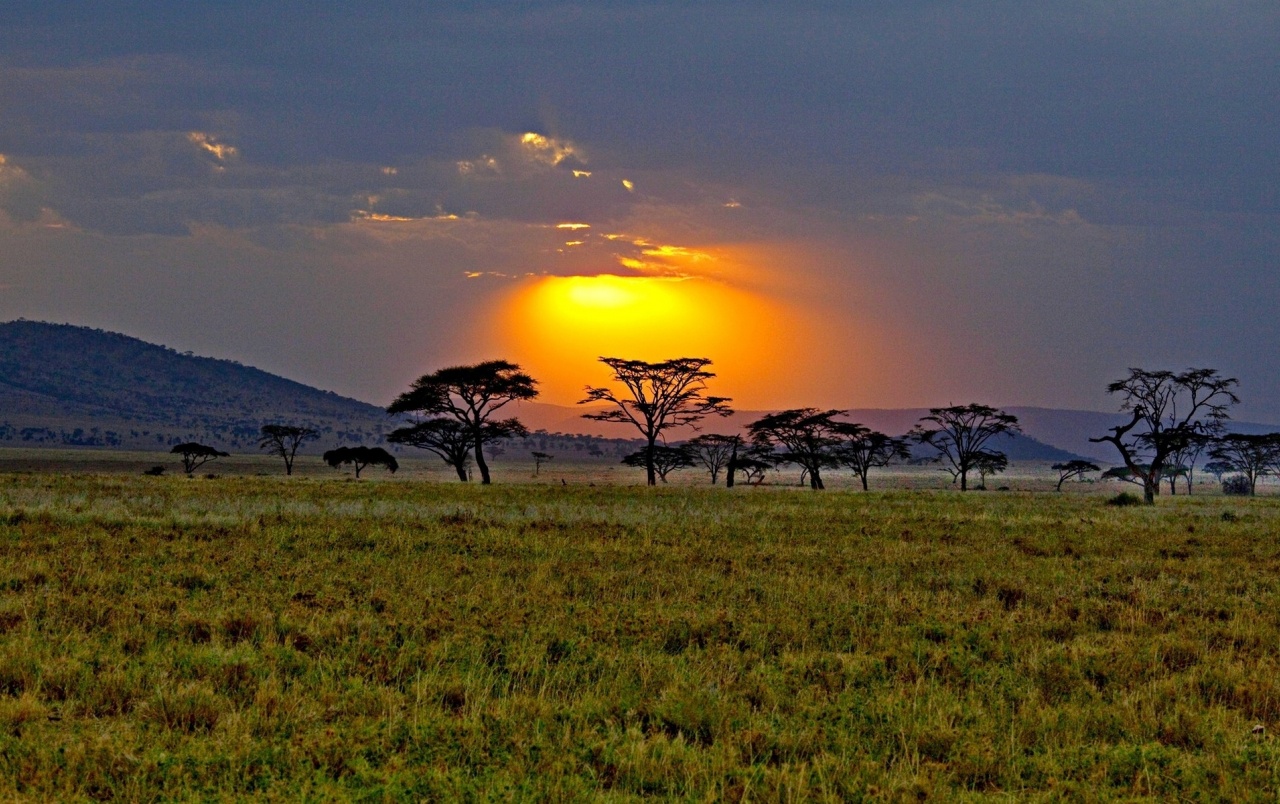 Sonnenuntergang Bäume Gras Feld Afrika Wallpapers - Savannah Background - HD Wallpaper 
